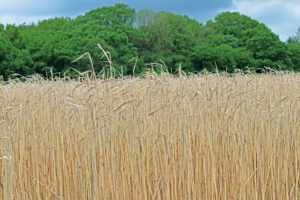 Pour Alkern, le miscanthus constitue une nouvelle ressource qui permettra la production de blocs béton biosourcés. [©Alkern]