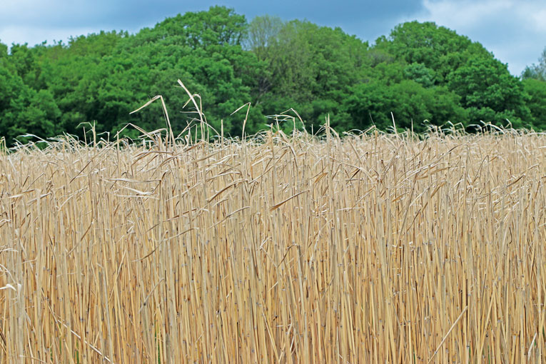 Entre minéral et végétal