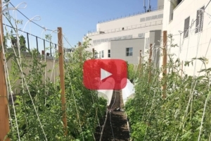 L'Opéra Bastille a désormais son potager.