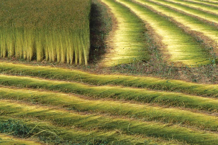 La valorisation des fibres végétales en matériaux de construction se s’organise de plus en plus. [©DR]