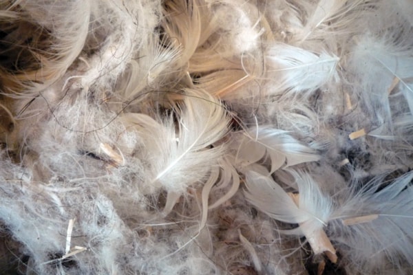 Les fibres animales comme laine de mouton ou encore la plume de canard, peuvent être utilisées pour l’isolation d’un bâtiment. [©DR]