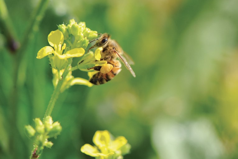 Les abeilles sont ainsi utilisées comme témoins positifs de la qualité de l’air. Et donc aussi de la pollution, qui peut affecter cet air, notamment dans l'environnement de ces carrières et sites de production [©DR]
