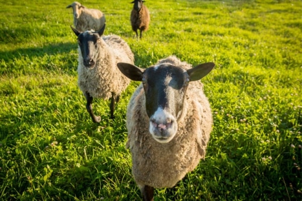 Définition laine de mouton