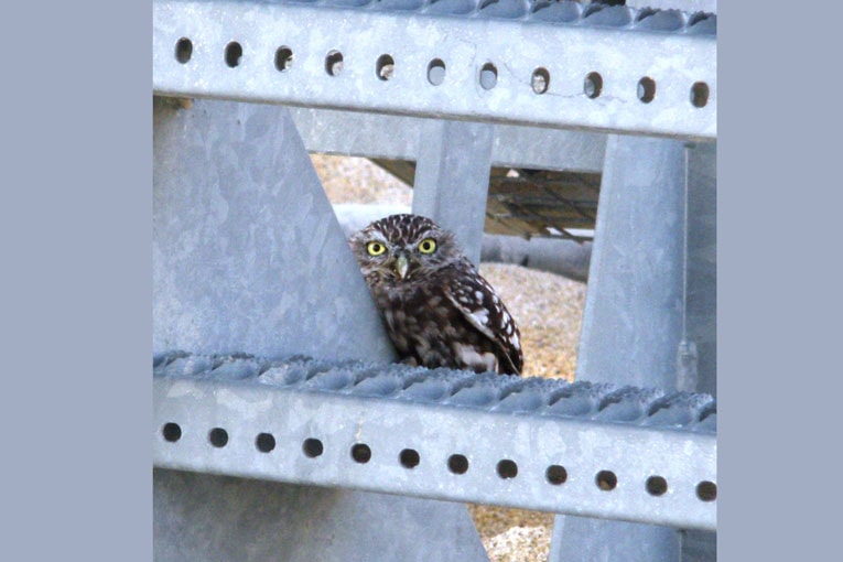 Les rapaces nocturnes nichent dans les carrières, y compris en activité. [©Unicem]