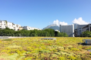 Toiture végétalisée : Végétation extensive à base de sedum. [©Terideal]