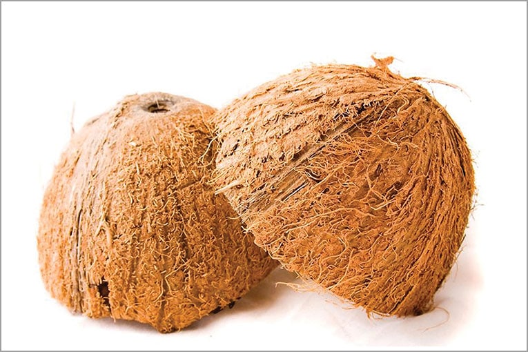 La fibre de coco, dans sa configuration d’origine, protection extérieure de la noix de coco. [©DR]