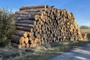 La filière bois s'engage pour la transition écologique après l'annonce du plan d'investissement “France 2030”