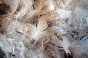 L'isolant plume de canard est constitué à 70 % de plume de canard, 10 % de laine de mouton et 20 % de fibres polyester utilisées comme liant. [/DR]