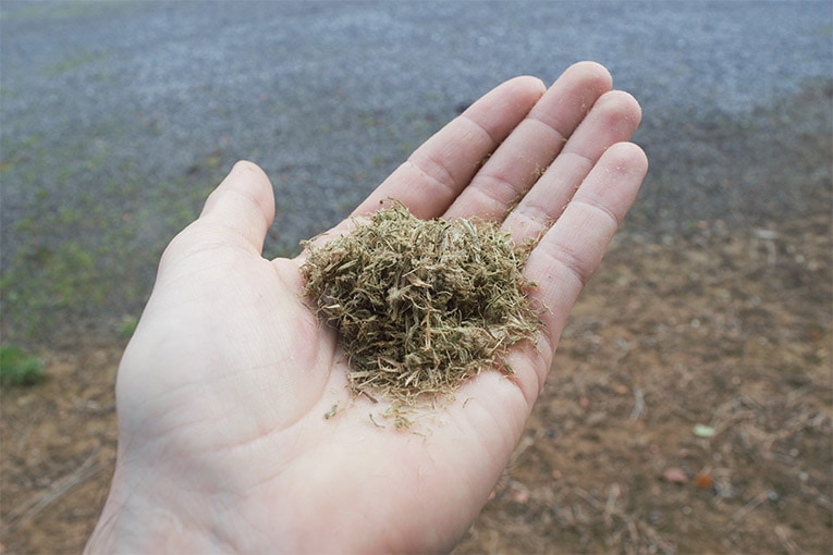 La fibre d’herbe est le véritable or vert : La capacité de captage de carbone de l’herbe est supérieure à celle des arbres, car elle s’opère en continuité. Mais il faut trouver un moyen pour empêcher le re-larguage de carbone. [©Gramitherm]