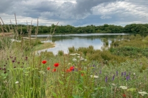 A ce jour, 380 espèces végétales et 284 espèces animales ont été recensées : des loutres, des cerfs et des biches, des sangliers, plusieurs espèces de canards... [©Lafarge]