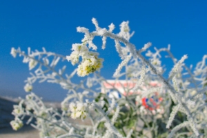 Les cristaux de glace sont très jolis lorsqu’ils enrobent la végétation, au cœur de l’hiver. Beaucoup moins lorsqu’ils se forment dans les pores d’un béton... [©ACPresse]