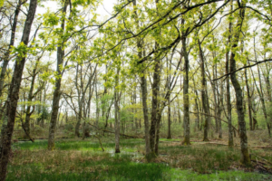 Le groupe Herige s’engage avec la WWF France pour protéger la forêt de Brenne (36). [©Herige – Charles Marion]