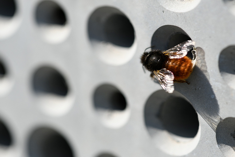 Favoriser le retour de la biodiversité en ville et sur ses sites de production, tel est l’objectif de Vicat, en partenariat avec l'Inrae, au moyen de ses modules de nidification et de ses jardinières en béton.  [©Vicat]