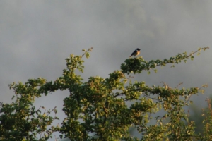 La carrière Cemex de Changis-sur-Marne devient “La boucle des mammouths”