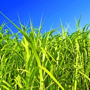 Cousin du maïs ou de la canne à sucre, le miscanthus est une plante originaire d’Asie. [©Novabiom]