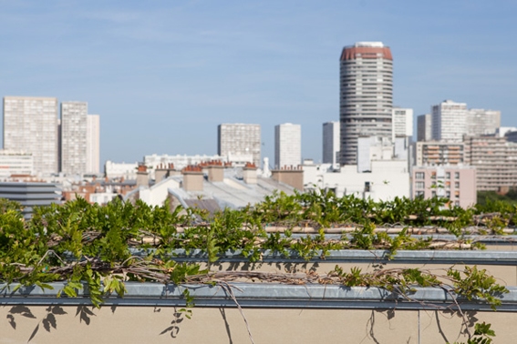 100 ha végétalisés à Paris d’ici 2020