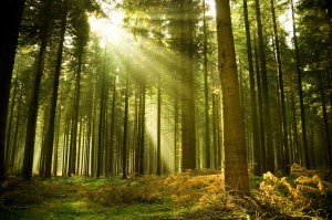 Pine forest with the last of the sun shining through the trees.