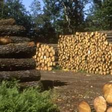 L’Auvergne-Rhône-Alpes soutient la filière bois-forêt