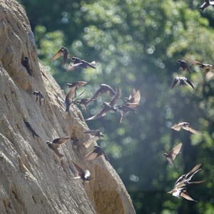 LafargeHolcim s’engage pour l’étude et le respect de la biodiversité dans ses carrières. [©Birdlife Suisse/F.Turrian]