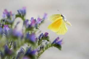 L’Unicem devient membre du Comité national de la biodiversité